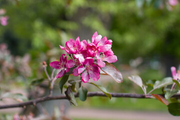 Naklejka premium Blooming apple orchard in the park. Apple trees along the paths
