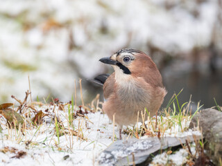 Eichelhäher (Garrulus glandarius)