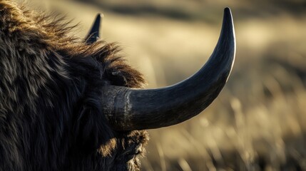 Obraz premium Bison horn close-up, autumn field background, wildlife photography