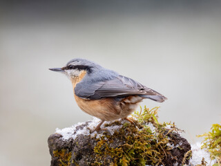 Kleiber (Sitta europaea)