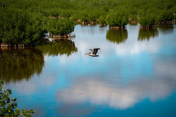 Brown Pelican flying in Florida Everglades