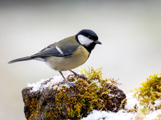 Kohlmeise (Parus major)