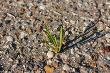 a young sprout sprouted from asphalt. The power of Life