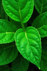 Close-up of vibrant green plant leaves with veins, green, plants, plant