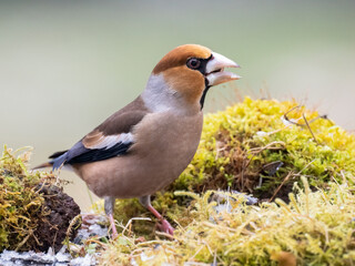 Kernbeißer (Coccothraustes coccothraustes)    Kernbeißer (Coccothraustes coccothraustes)