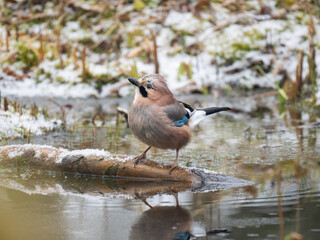 Obraz premium Eichelhäher (Garrulus glandarius)