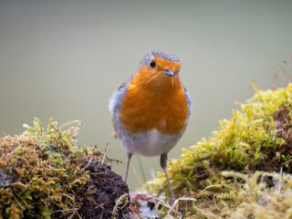 Rotkehlchen (Erithacus rubecula)