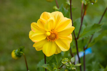 colored cynias in the garden. A variety of zinnias in the garden, gardening