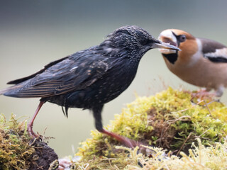  Kernbeißer (Coccothraustes coccothraustes)