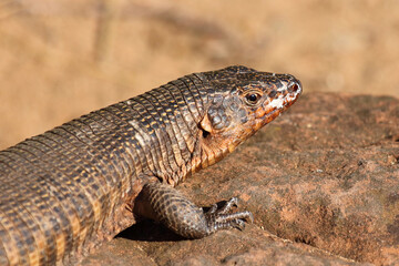 Fototapeta premium Felsen-Schildechse / Giant plated lizard / Matobosaurus validus