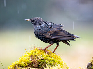 Naklejka premium Star (Sturnus vulgaris) 
