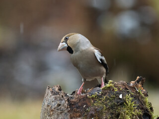  Kernbeißer (Coccothraustes coccothraustes)