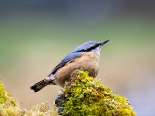 Kleiber (Sitta europaea)