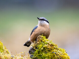 Kleiber (Sitta europaea)