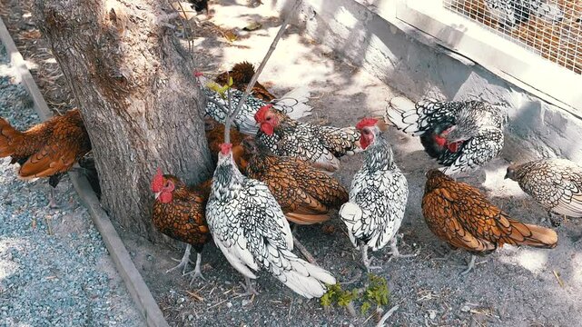 A group of Sebright chickens and Mille Fleur booted bantams peck at the ground near a tree. Illustrates concepts of free-range poultry, farm life, or sustainable agriculture.