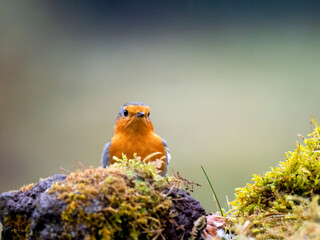 Rotkehlchen (Erithacus rubecula)