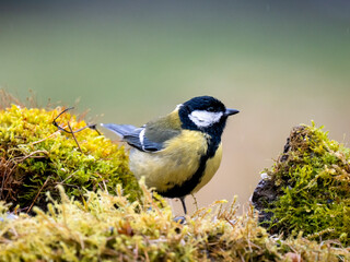 Kohlmeise (Parus major)