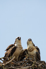 Adult and juvenile osprey in a nest