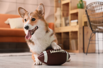 Cute Corgi dog with rugby ball at home