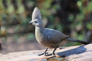 Graulärmvogel / Grey lourie or Grey go-away-bird / Corythaixoides concolor