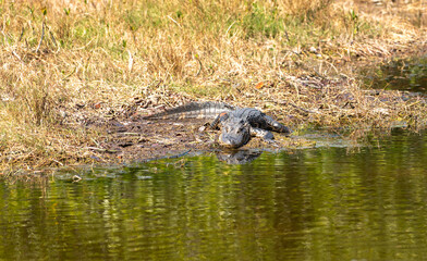 American Alligator resting in a swamp in the Florida Everglades during winter