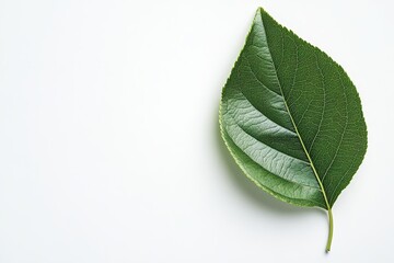 Obraz premium green leaf with pear on white backdrop