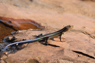 Fünfstreifenskink oder Blauschwanzskink / African five-lined skink or Rainbow skink / Mabuya quinquetaeniata uel Trachylepis quinquetaeniata