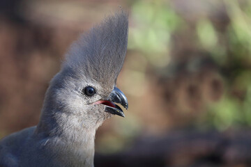 Graulärmvogel / Grey lourie or Grey go-away-bird / Corythaixoides concolor