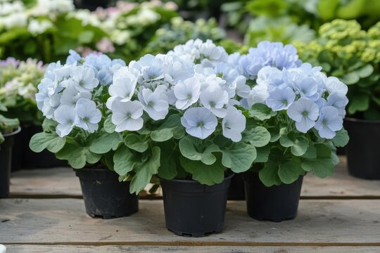 Himalayan geranium baby blue is a perennial herb from the Geranium genus