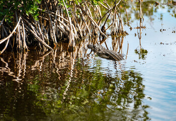 American Alligator resting in a swamp in the Florida Everglades during winter