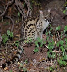 Südliche Großfleck-Ginsterkatze / South African large-spotted genet / Genetta tigrina