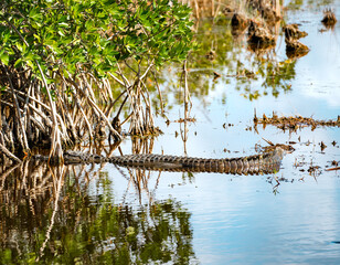 American Alligator resting in a swamp in the Florida Everglades during winter