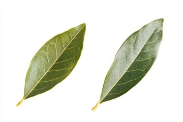 Fototapeta premium isolated green olive leaves