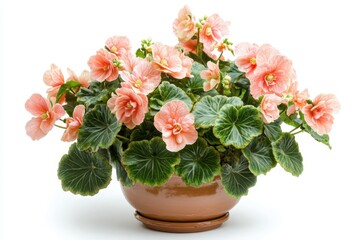 Obraz premium isolated potted begonia in bloom