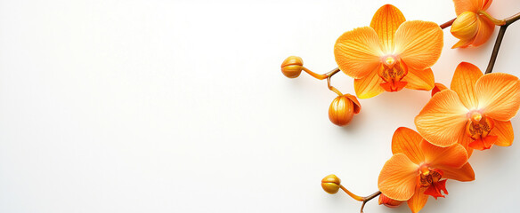 Orange orchid flowers on a white background with area for text or design.