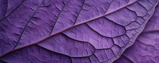 Close-up of purple leaf texture with prominent veins
