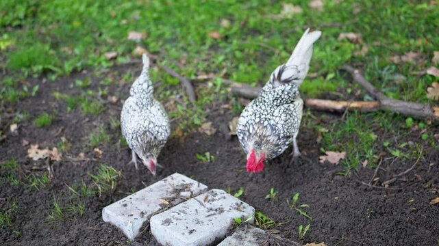 A Sebright rooster and hen actively search for food on the ground amidst green grass and autumn leaves. This video captures the essence of farm life, showcasing free-range poultry and the search for