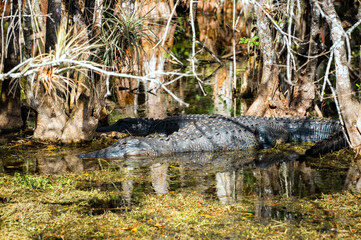 American Alligator resting in a swamp in the Florida Everglades during winter
