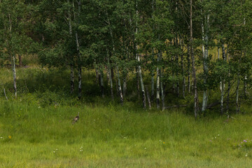 Obraz premium Turkey with chicks in tall grass