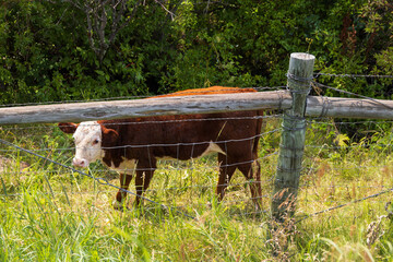 Young cow behind a fence