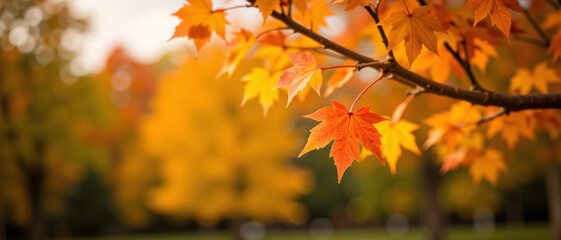 Obraz premium Vibrant autumn leaves showcasing warm hues of orange and yellow, evoking a sense of tranquility and harmony, gently swaying on a branch against a soft blurred park background