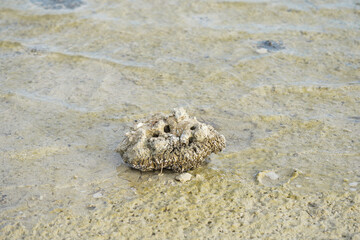 This image captures a coral-like rock formation on a shallow coastal shoreline. The textured and porous surface, along with barnacles and marine growth, indicates that this object has been shaped by t