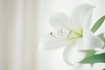 Obraz premium Delicate white lily flower in soft natural light. Perfect for floral backgrounds, wedding decor, spa, and beauty concepts. Symbol of purity, elegance, and tranquility