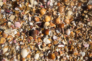 shells on the beach