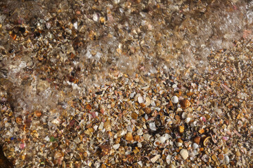 sea shells background