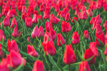 Close up view of red tulips in the park. Spring background