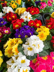 A rich assortment of different colors Primroses, primula vulgaris, planting in pots on floral display for sale. Vertical orientation