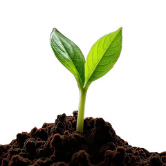 Growing plant with earth.They are on White background.New life concept.Small plants on the ground in spring.fresh,seed,Photo fresh and Agriculture concept idea. Generative Ai