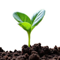 Growing plant with earth.They are on White background.New life concept.Small plants on the ground in spring.fresh,seed,Photo fresh and Agriculture concept idea. Generative Ai