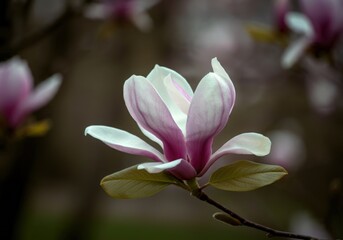 "Close-up of a magnolia flower in full bloom, with petals highlighted by soft lighting."